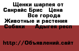 Щенки шарпея от Санрайс Брис › Цена ­ 30 000 - Все города Животные и растения » Собаки   . Адыгея респ.